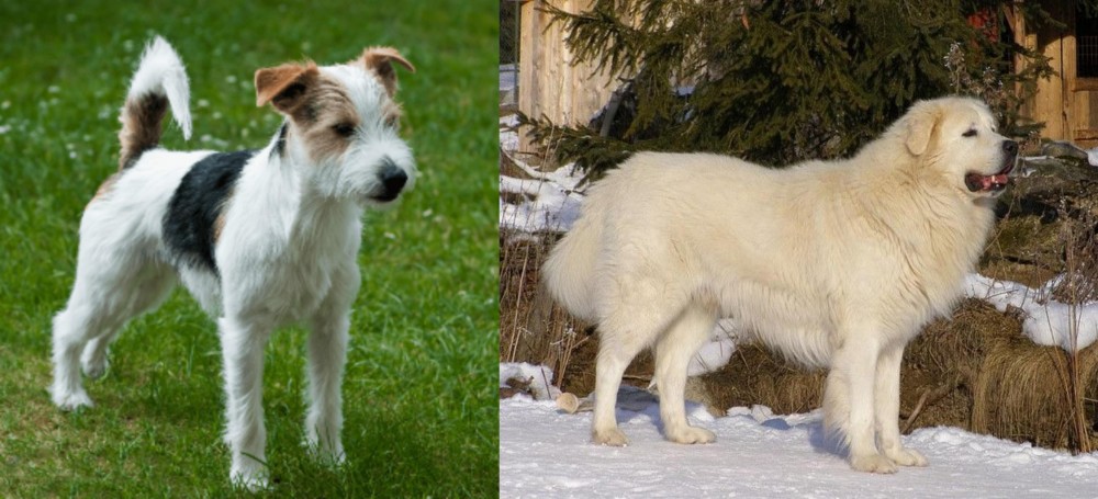 Slovak Cuvac vs Parson Russell Terrier - Breed Comparison