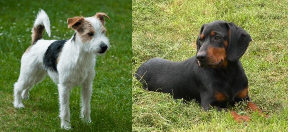 Slovakian Hound vs Parson Russell Terrier - Breed Comparison