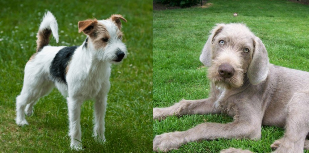 Slovakian Rough Haired Pointer vs Parson Russell Terrier - Breed Comparison