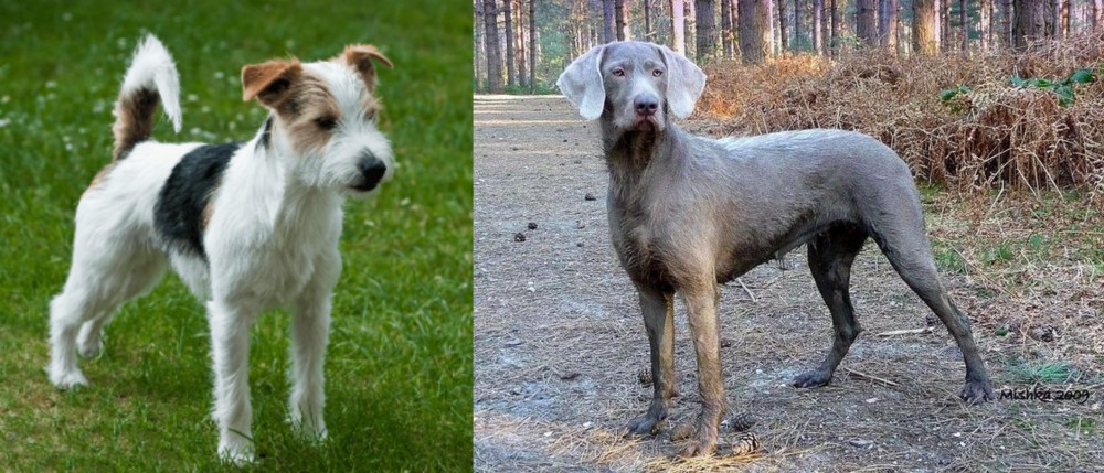 Slovensky Hrubosrsty Stavac vs Parson Russell Terrier - Breed Comparison