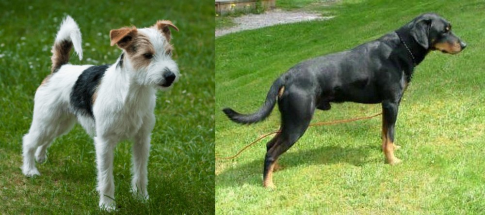 Smalandsstovare vs Parson Russell Terrier - Breed Comparison