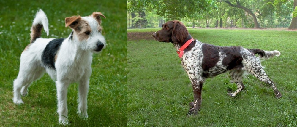 Small Munsterlander vs Parson Russell Terrier - Breed Comparison