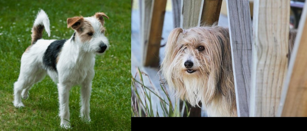 Smithfield vs Parson Russell Terrier - Breed Comparison