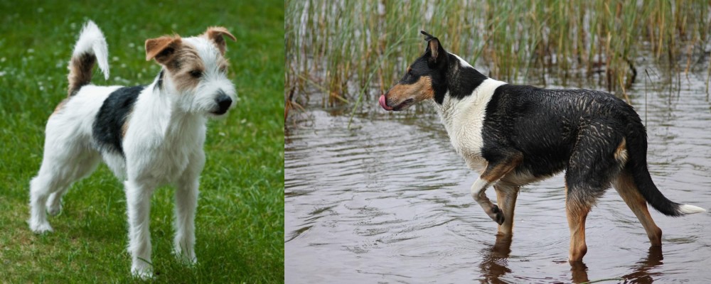 Smooth Collie vs Parson Russell Terrier - Breed Comparison
