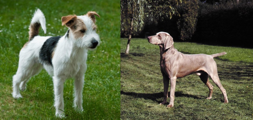 Smooth Haired Weimaraner vs Parson Russell Terrier - Breed Comparison