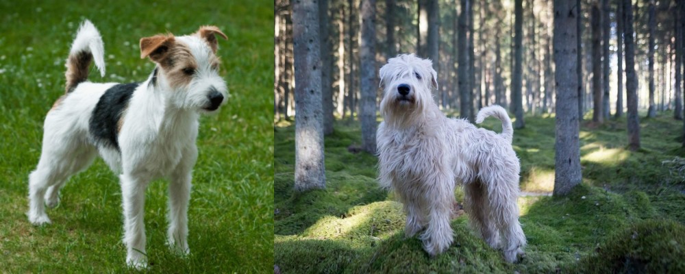 Soft-Coated Wheaten Terrier vs Parson Russell Terrier - Breed Comparison