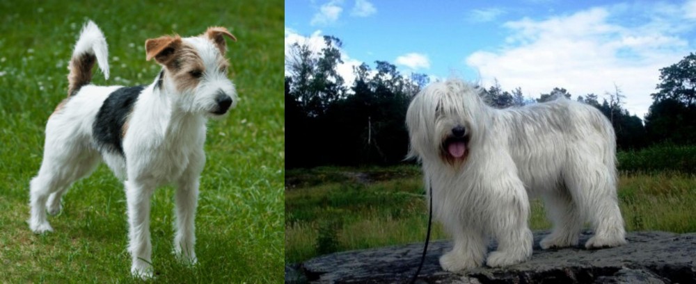 South Russian Ovcharka vs Parson Russell Terrier - Breed Comparison