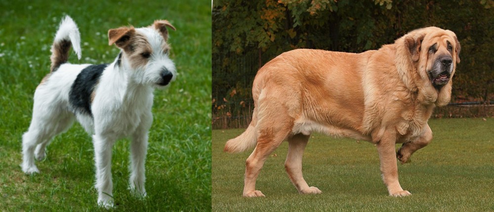 Spanish Mastiff vs Parson Russell Terrier - Breed Comparison