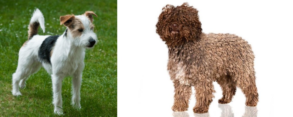 Spanish Water Dog vs Parson Russell Terrier - Breed Comparison