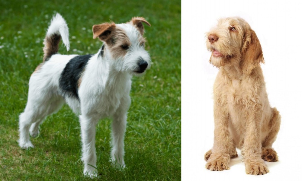 Spinone Italiano vs Parson Russell Terrier - Breed Comparison