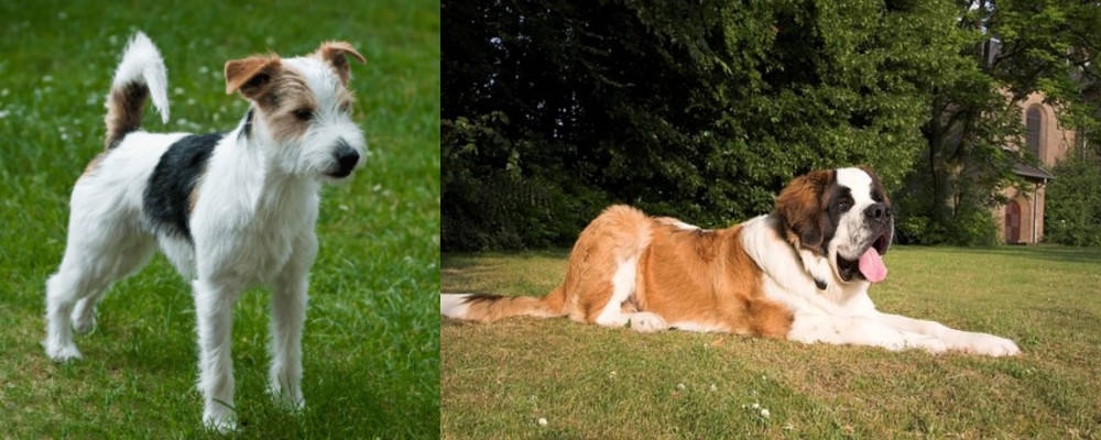 St. Bernard vs Parson Russell Terrier - Breed Comparison