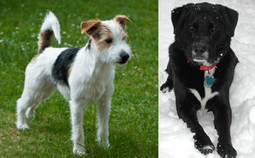 St. John's Water Dog vs Parson Russell Terrier - Breed Comparison