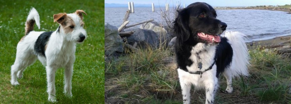 Stabyhoun vs Parson Russell Terrier - Breed Comparison