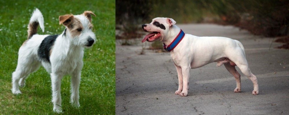 Staffordshire Bull Terrier vs Parson Russell Terrier - Breed Comparison