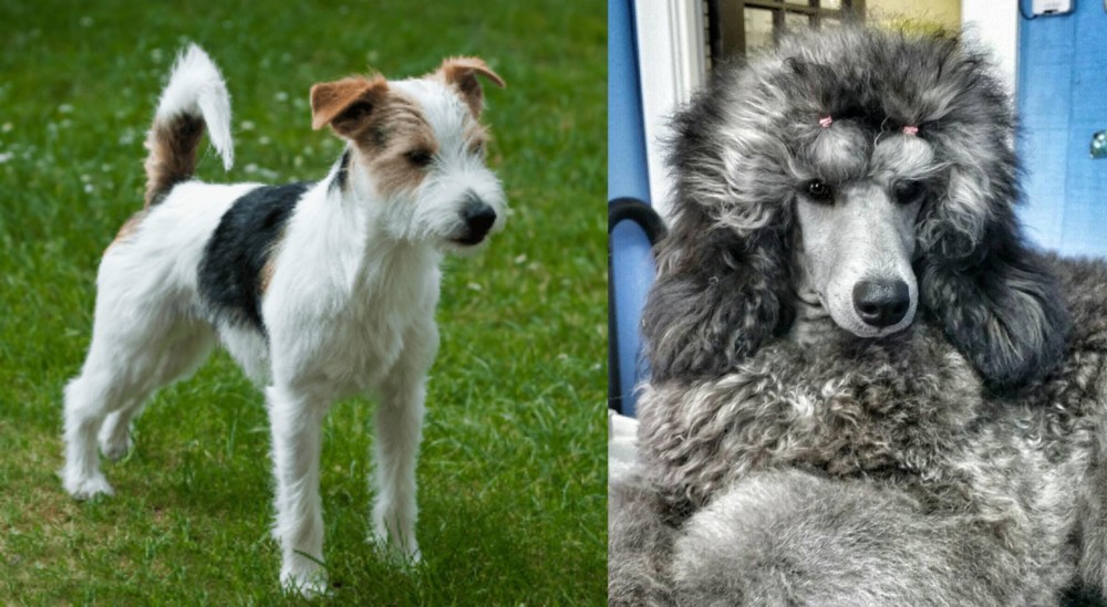 Standard Poodle vs Parson Russell Terrier - Breed Comparison