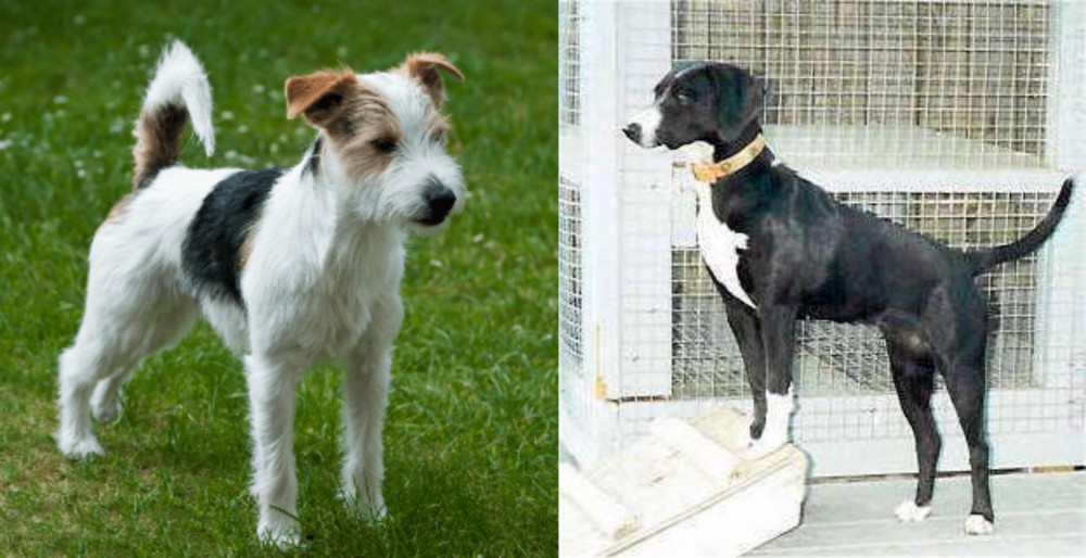 Stephens Stock vs Parson Russell Terrier - Breed Comparison