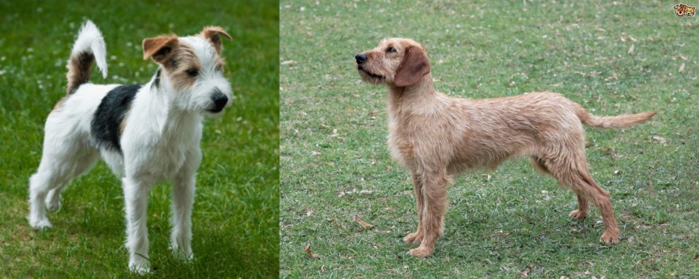 Styrian Coarse Haired Hound vs Parson Russell Terrier - Breed Comparison