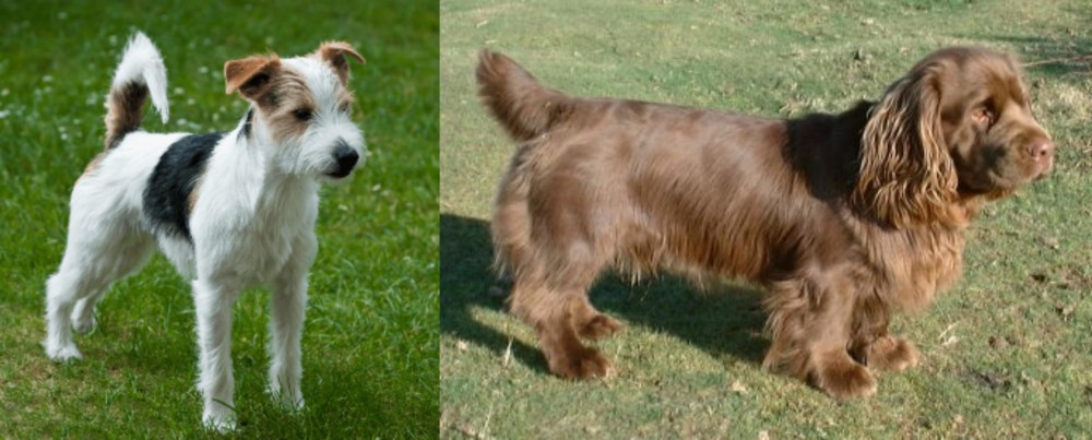 Sussex Spaniel vs Parson Russell Terrier - Breed Comparison