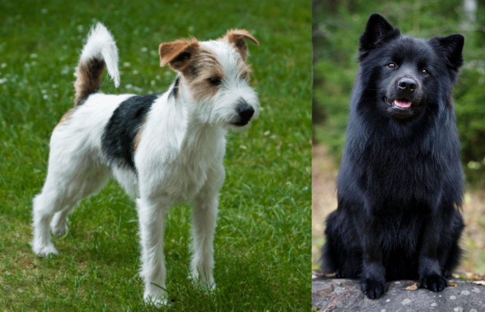 Swedish Lapphund vs Parson Russell Terrier - Breed Comparison