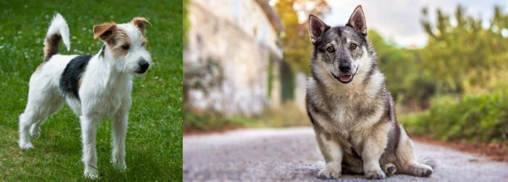 Swedish Vallhund vs Parson Russell Terrier - Breed Comparison