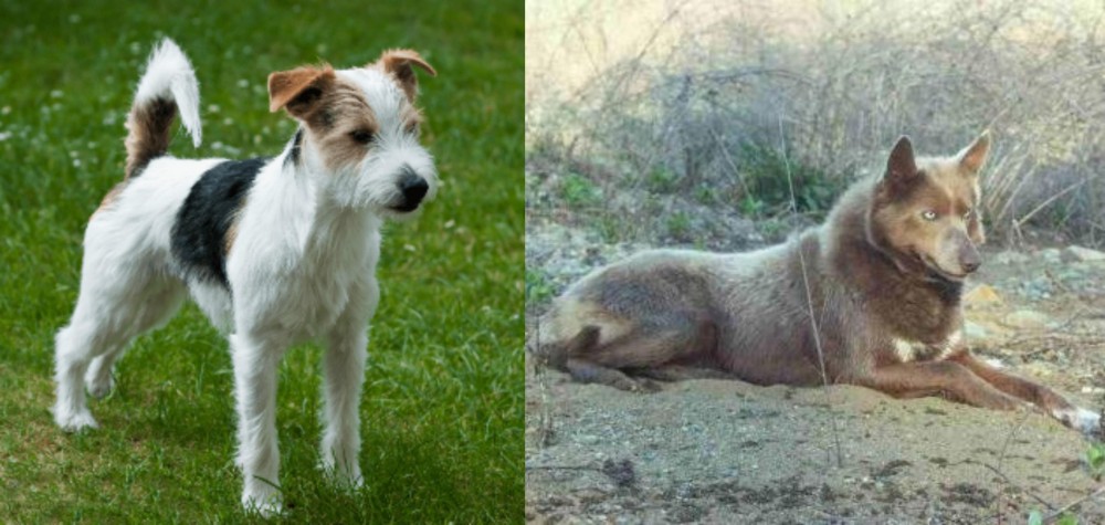 Tahltan Bear Dog vs Parson Russell Terrier - Breed Comparison