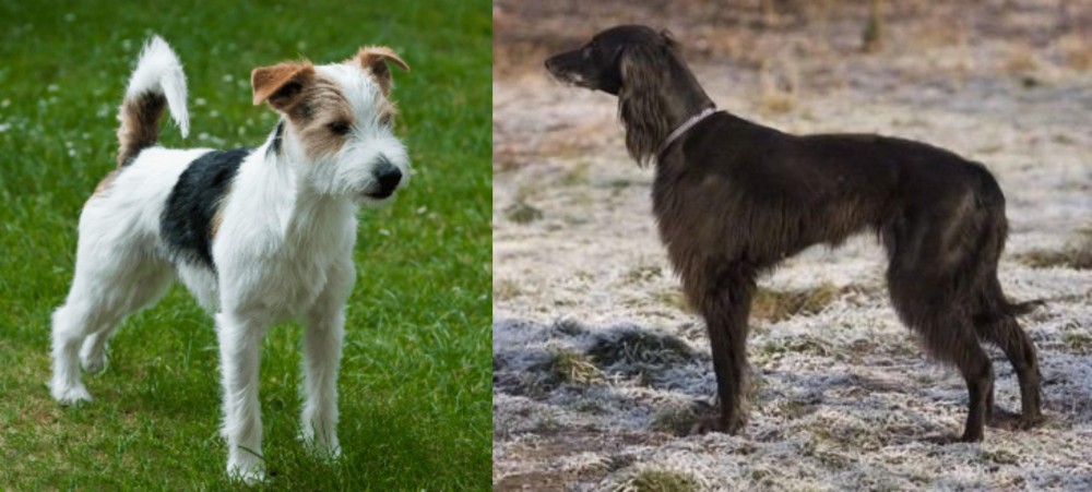 Taigan vs Parson Russell Terrier - Breed Comparison
