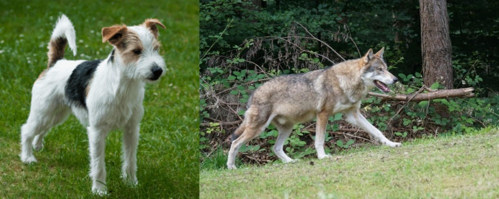 Tamaskan vs Parson Russell Terrier - Breed Comparison