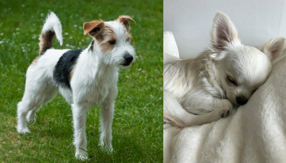 Tea Cup Chihuahua vs Parson Russell Terrier - Breed Comparison
