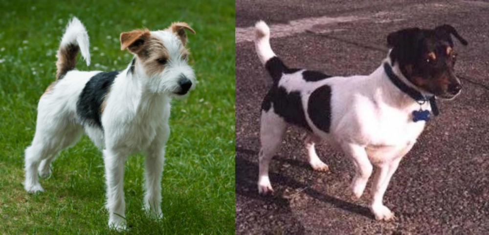 Teddy Roosevelt Terrier vs Parson Russell Terrier - Breed Comparison