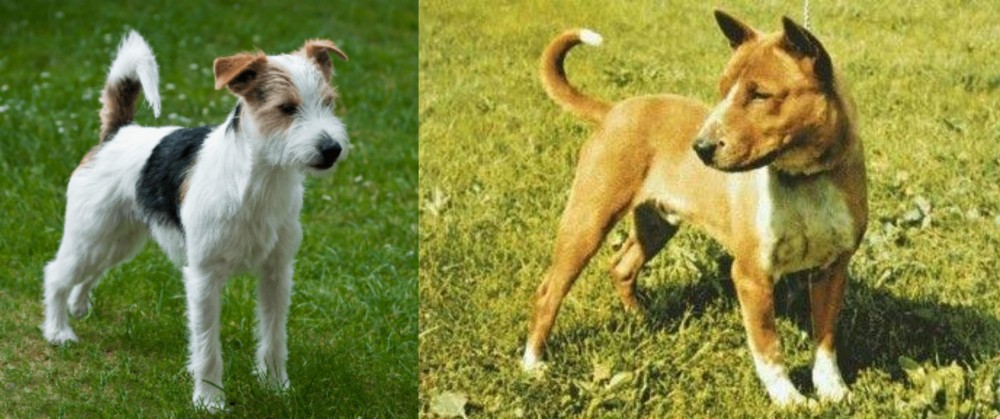 Telomian vs Parson Russell Terrier - Breed Comparison