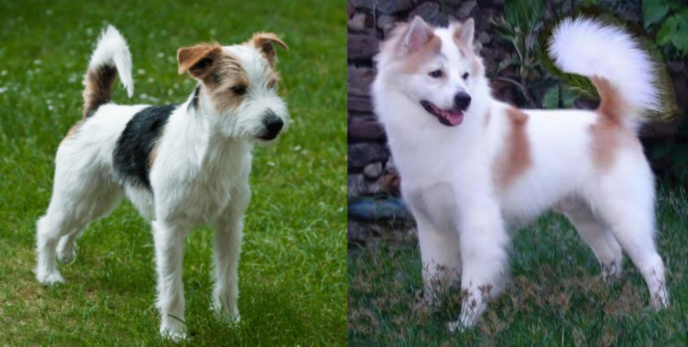 Thai Bangkaew vs Parson Russell Terrier - Breed Comparison