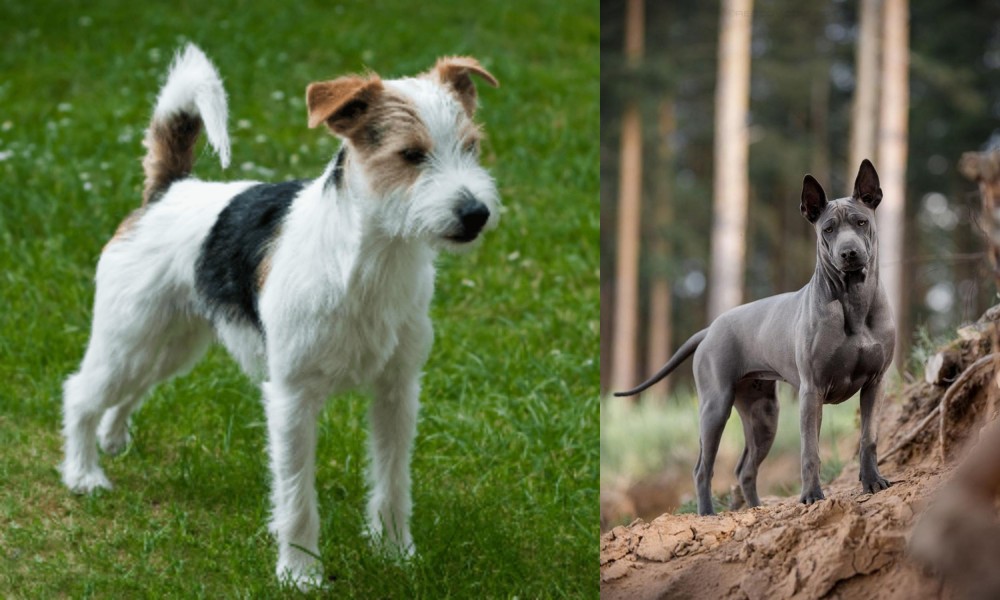 Thai Ridgeback vs Parson Russell Terrier - Breed Comparison