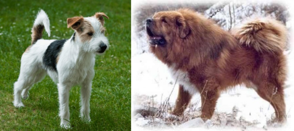 Tibetan Kyi Apso vs Parson Russell Terrier - Breed Comparison