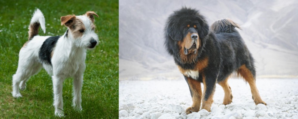 Tibetan Mastiff vs Parson Russell Terrier - Breed Comparison