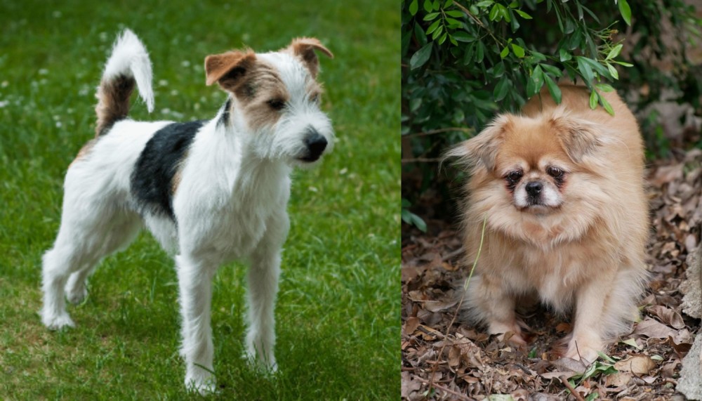 Tibetan Spaniel vs Parson Russell Terrier - Breed Comparison