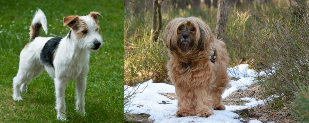 Tibetan Terrier vs Parson Russell Terrier - Breed Comparison
