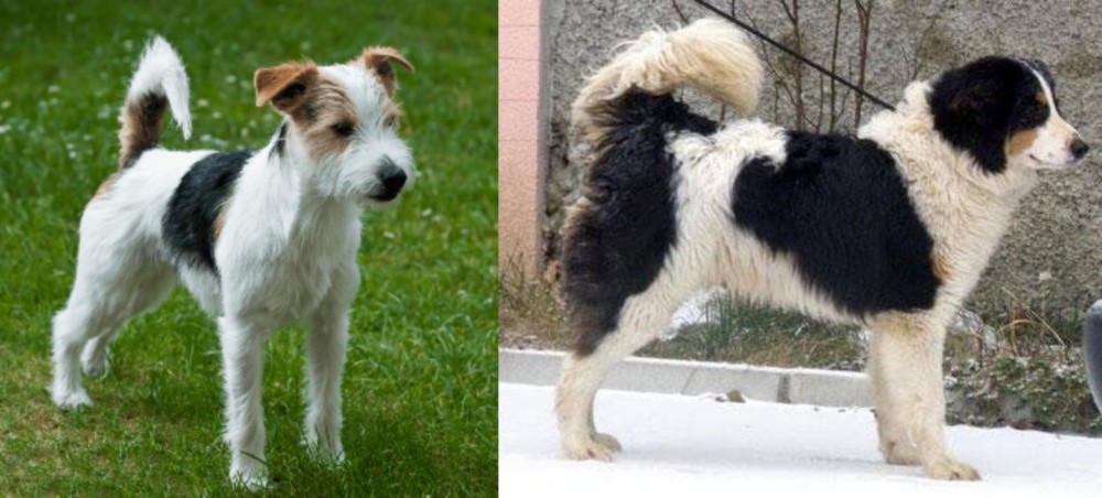 Tornjak vs Parson Russell Terrier - Breed Comparison