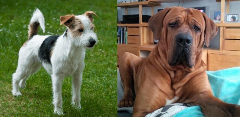 Tosa vs Parson Russell Terrier - Breed Comparison