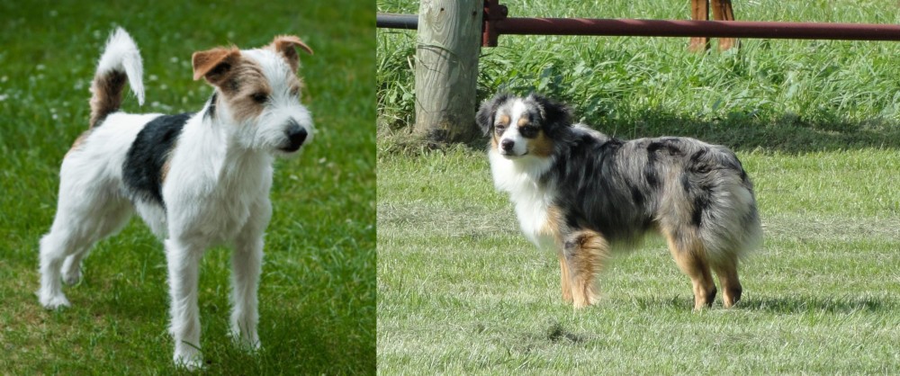 Toy Australian Shepherd vs Parson Russell Terrier - Breed Comparison