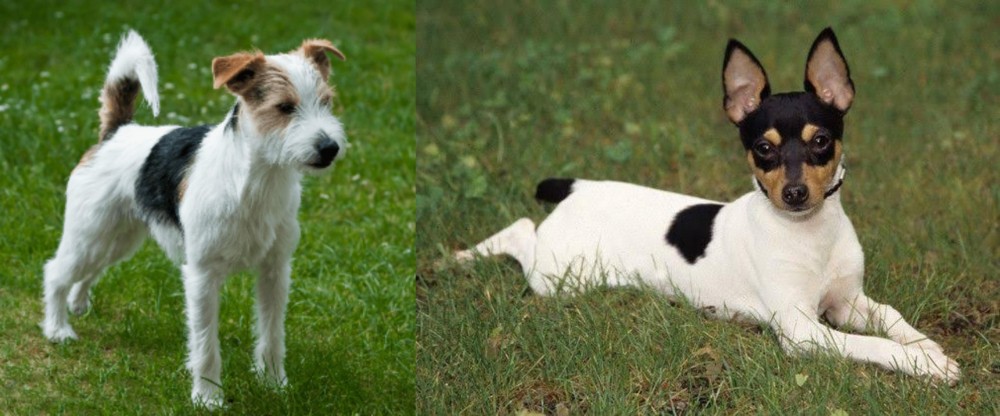 Toy Fox Terrier vs Parson Russell Terrier - Breed Comparison