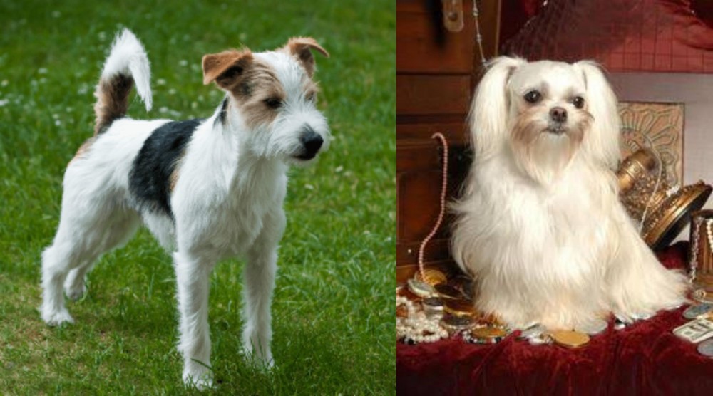 Toy Mi-Ki vs Parson Russell Terrier - Breed Comparison