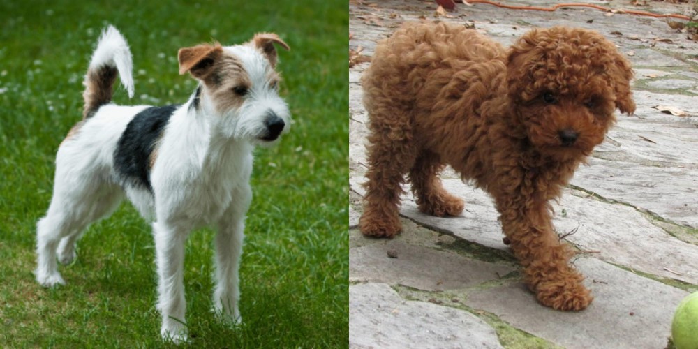 Toy Poodle vs Parson Russell Terrier - Breed Comparison