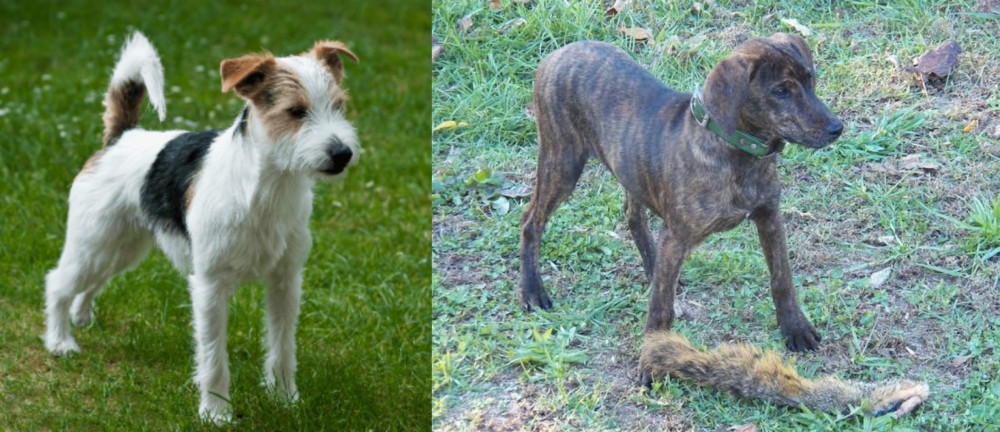Treeing Cur vs Parson Russell Terrier - Breed Comparison