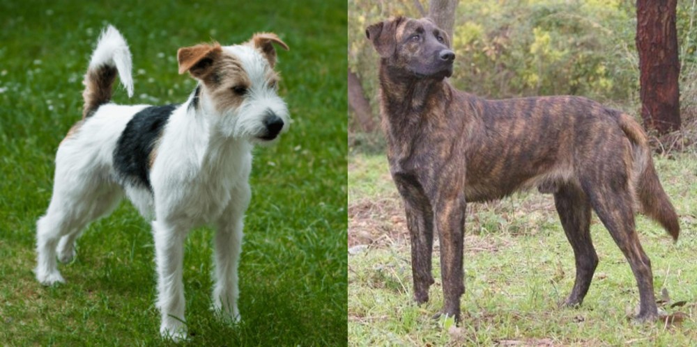 Treeing Tennessee Brindle vs Parson Russell Terrier - Breed Comparison