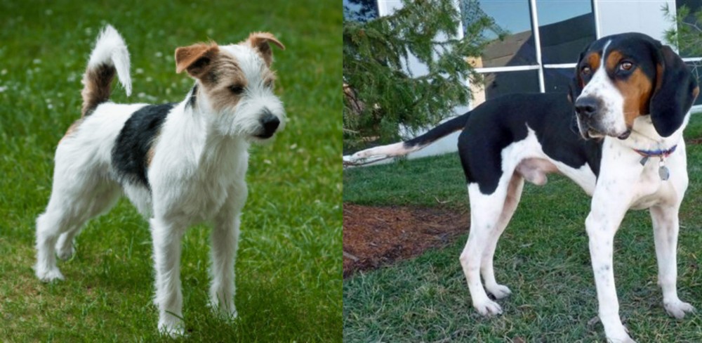 Treeing Walker Coonhound vs Parson Russell Terrier - Breed Comparison