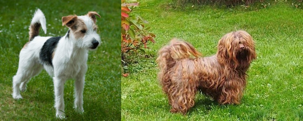 Tsvetnaya Bolonka vs Parson Russell Terrier - Breed Comparison
