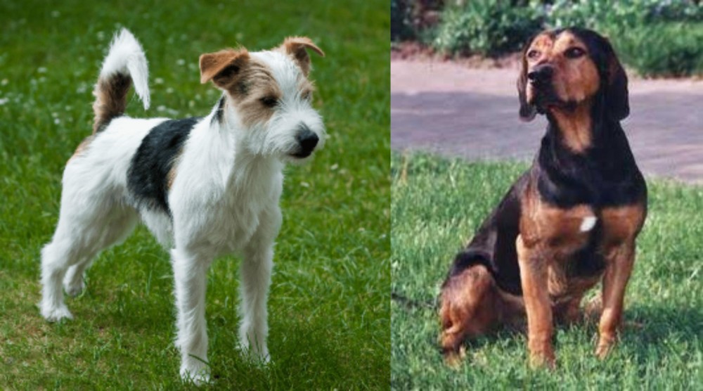 Tyrolean Hound vs Parson Russell Terrier - Breed Comparison