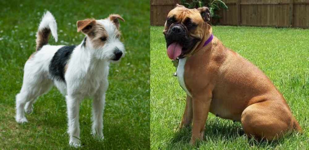 Valley Bulldog vs Parson Russell Terrier - Breed Comparison