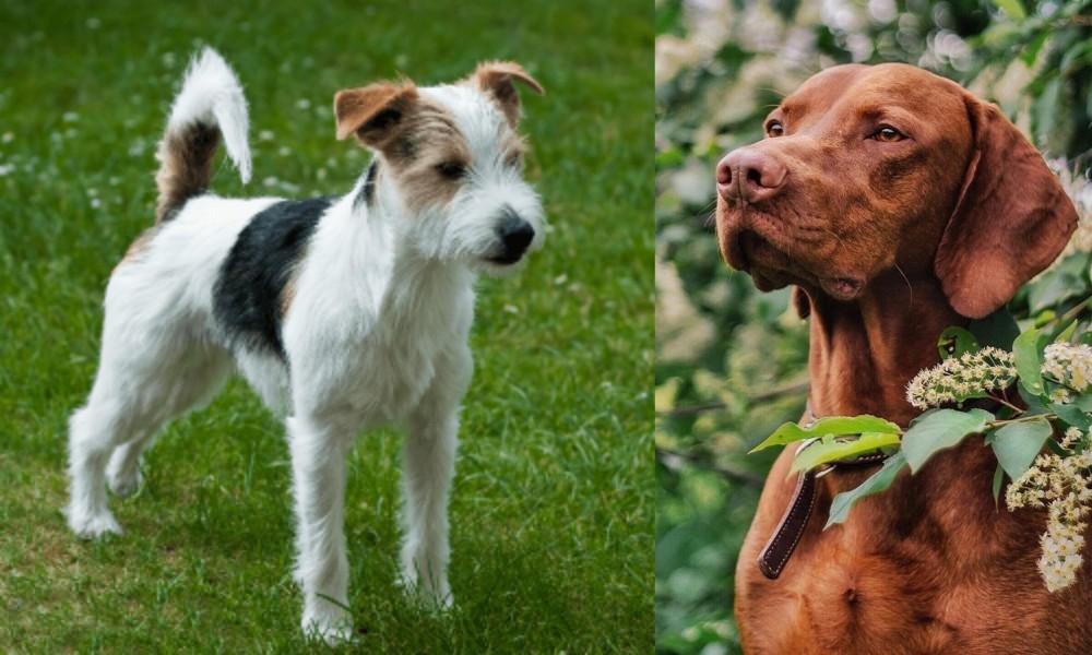 Vizsla vs Parson Russell Terrier - Breed Comparison