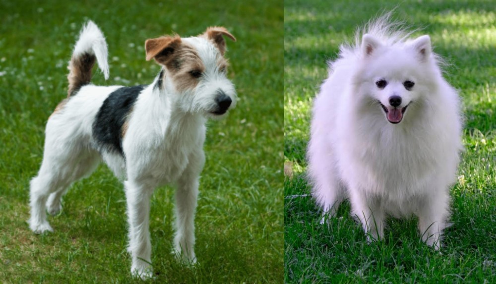 Volpino Italiano vs Parson Russell Terrier - Breed Comparison